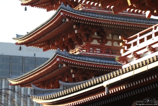 IMG 7555 L